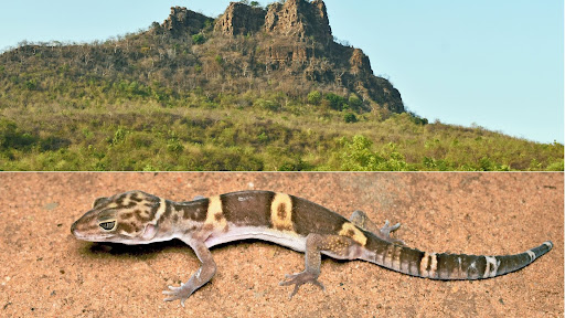 New species of highly trafficked Leopard Gecko discovered in Bihar’s Kaimur hills